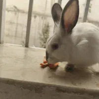 واگذاری خرگوش|موش و خرگوش|پردیس, فاز ۸|دیوار