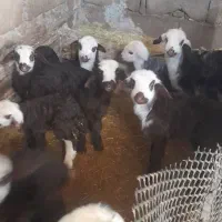 میش و بره|حیوانات مزرعه|زاغه, |دیوار