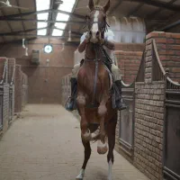 باشگاه سوار کاری اصطبل|اسب و تجهیزات اسب‌سواری|بهار, |دیوار