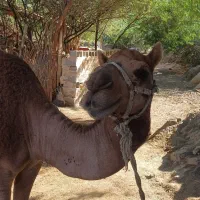 شتر نر ۳سال مخصوص داشت|حیوانات مزرعه|میناب, |دیوار