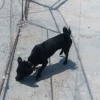 سگ پاکوتاه|سگ|رفسنجان, |دیوار