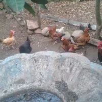 مرغ وخروس همه یک جا فروخته می شود