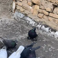 کفتر قره|پرنده|تبریز, |دیوار