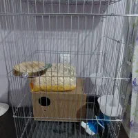 قفس|لوازم جانبی حیوانات|زنجان, |دیوار