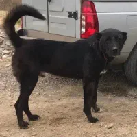 سگ سرابی