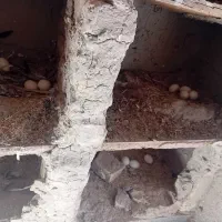 مرغ گلین وجوجه گلین نیمچه|حیوانات مزرعه|انبارآلوم, |دیوار