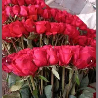 گل رز برای روز مادر|گل و گیاه طبیعی|سوسنگرد, |دیوار