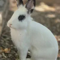 خرگوش ناز مهربون چشم آهویی