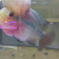 فلاور زد زد|ماهی|مشهد, سعد آباد|دیوار