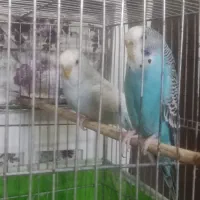 مرغ عشق|پرنده|وحیدیه, |دیوار