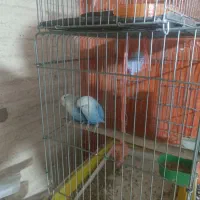 طوطی برزیلی