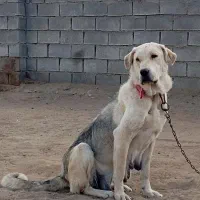 سگ ماده عراقی گمشده|حیوانات|میاندوآب, |دیوار