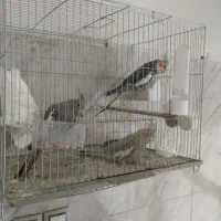 عروس هلندی توسی|پرنده|سلماس, |دیوار