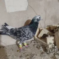 کبوتر صید|پرنده|تربت‌حیدریه, مسجد جامع|دیوار