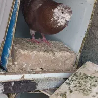 سلام یک نر مست روزگاری|پرنده|شهرکرد, |دیوار