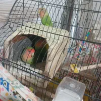 یک جفت طوطی برزیلی مولد  با ۵تا جوجه|پرنده|پاکدشت, پاکدشت (مامازند)|دیوار