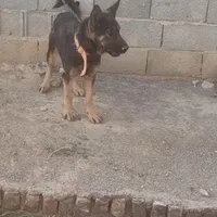 سگ ماده ژرمن قیمت مناسب|سگ|اصفهان, شهرستان|دیوار