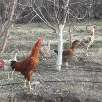 خروس|حیوانات مزرعه|مشگین شهر, |دیوار