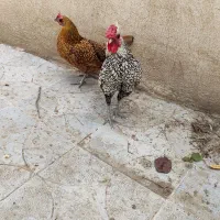 تخم نطفه دار مرغ سیبرایت