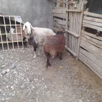 سلام دوعددگوسفند خورد وخوراک خوب|حیوانات مزرعه|فاضل آباد, |دیوار