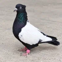 سینه سیاه،سرخ