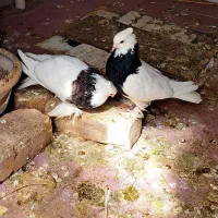 فروش فوری دوجفت کبوتر طوقی پاپر زیر قیمت