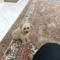 سگ نژاد پودل