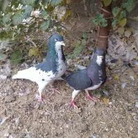 کبوتر شهری|پرنده|کازرون, |دیوار