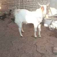 بز افغانی نر|حیوانات مزرعه|رامشیر, |دیوار