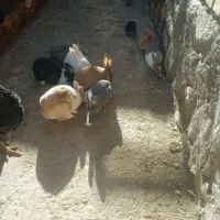 خرگوش|موش و خرگوش|قهستان, |دیوار