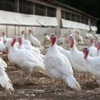 فروش بوقلمون گوشتی