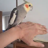 عروس هلندی نر و ماده رام دستی سخن گو مولد تخم گذار