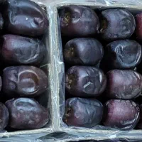 خرمای مضافتی، خرمای رنگنو و خرمای پیمازو