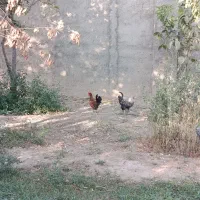 خروس زینتی|حیوانات مزرعه|قرچک, میرزائی شمالی|دیوار