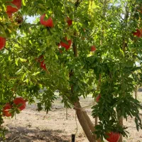 انار ممتاز درجزین|خوردنی و آشامیدنی|مهدی شهر, |دیوار