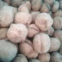 فروش گردو