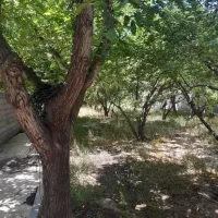 ۲ قطعه باغ چهار دیواری ۶۲۵ متری