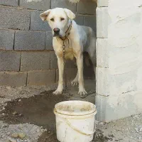 دو عدد ماده عراقی نسل سفید بستان آباد درجه یک|سگ|تبریز, |دیوار