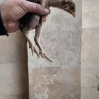 جوجه لاری اصیل|حیوانات مزرعه|صومعهسرا, |دیوار