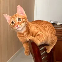 گربه دی اس اچ ۳ ماهه