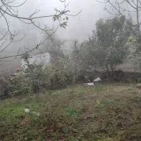 زمین فروشی در تالش، خطبهسرا (شوکیز مشایخ)|فروش زمین و ملک کلنگی|لیسار, |دیوار