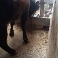 گاونر چالوسی ج