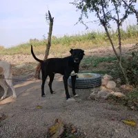 سگ  سرابی مخصوص گوسفند و باغ و ویلا ...هم باهوش