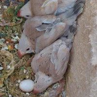 فنچ نرگسی شکلاتی با۳ عدد جوجه