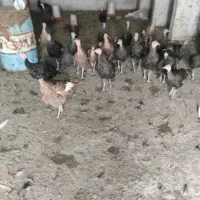 بوقلمو مولد|حیوانات مزرعه|کرج, آتشگاه|دیوار