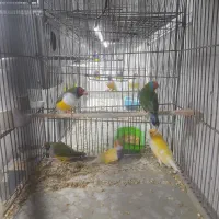 فنچ گلدین .کرواتی. اروپایی