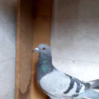 کبوتر|پرنده|برخوار, |دیوار