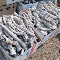 زغال قلم سفید پسته