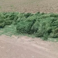بیده خشک جلگه ماژان