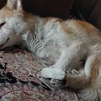 سگ پیدا شده